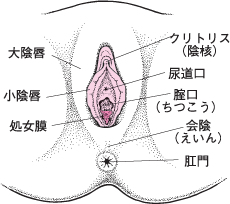 外性器