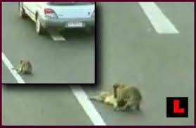 Dog Saves Dog VIDEO