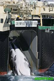 greenpeace-ship-my-esperanza-w.jpg