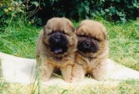 Rasa  chow    chow   jest pochodzenia    