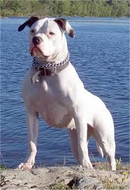 American Bulldog Information - via Daymix