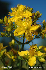 http://www.naturephoto-cz.eu/pic/bilek/hypericum-perforatum-0235.jpg