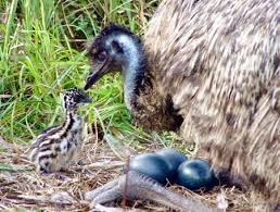 Baby Emu