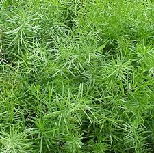 asparagus