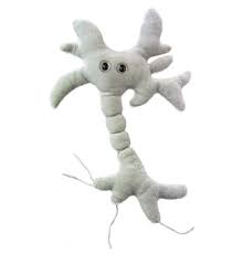 Brain Cell (Neuron)