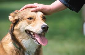      a vet  pet animal   chaplain clergy