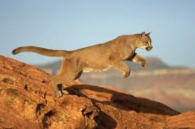 Welcome to PUMA city