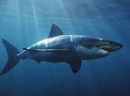 When sharks attack! - via Daymix