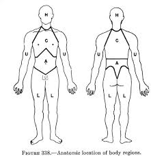 Anatomic  location   of  body   regions