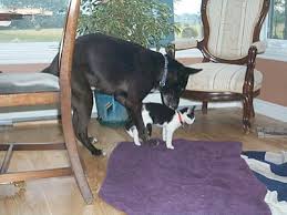   Rare Dog Breeds   The Silesian    