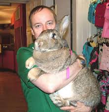 giant rabbit jpg