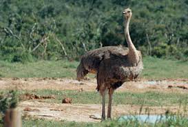 Emu Emu Emu Emu