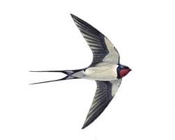 The RSPB: Swallow