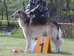 TOP BORZOI 2004