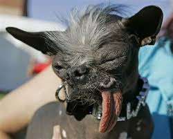 Chinese Crested Dog