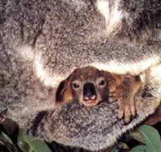 marsupial pouch pronunciation