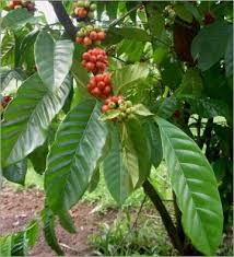 Coffea Arabica nana seeds - via Daymix