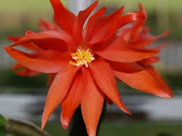 Summer  Flower  