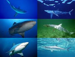 Harbour shark attack is - via Daymix