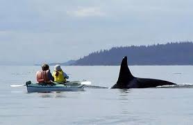Sea Kayak to work to beat high