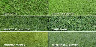 South Carolina Sod, Centipede