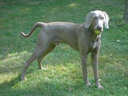 Image  Weimaraner   Amigo jpg