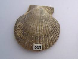   Pecten  