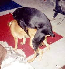 dobdoit4  dogs    mating   jpg 08 May 1998    