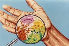   EUBACTERIA   unicellular prokaryotes    