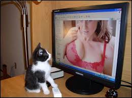 Kitty porn « dérive