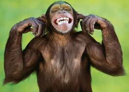 funny monkey jokes