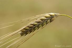 Picture of Barley Free Pictures