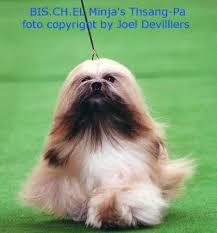   Lhasa Apso   Worldwide Best in Show    