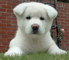   Dog Breed    Akita  