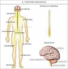 http://www.aikidoedintorni.com/wp-content/uploads/2009/01/encefalo.jpg