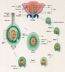 in Angiosperms - via Daymix