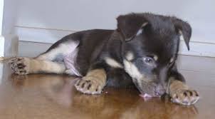   Australian Kelpie   puppies for sale 