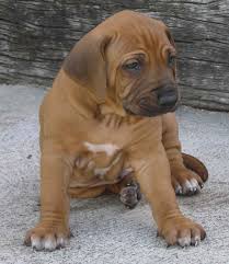 Rhodesian Ridgeback adult dog x26amp pups