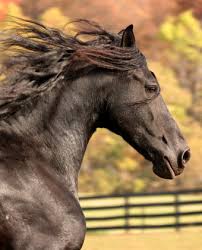 Friesian Horses - Wish Upon A