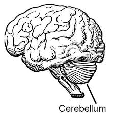Where is the  cerebellum  