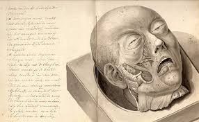 Facial Musculature