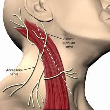 http://www.medical-look.com/systems_images/Accessory_nerve.jpg