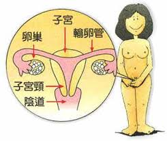 女性内生殖器图解_了解女性