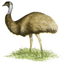 The Emu