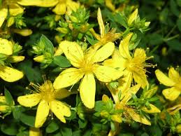 http://valsamo.com/resources/hypericum_2.jpg