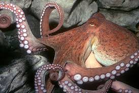 An  octopus   similiar to the one    
