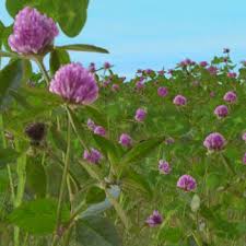 Modified  Alfalfa  Shut Down