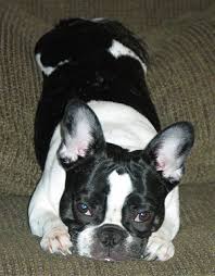      the 10 month old  French Bulldog  