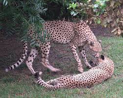 The Chee tos  Cheetah   Exhibit at the    