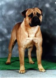   Bullmastiff Puppies  